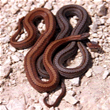 redbelly snakes